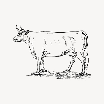 Cow, bull drawing, vintage animal | Free Vector Illustration - rawpixel