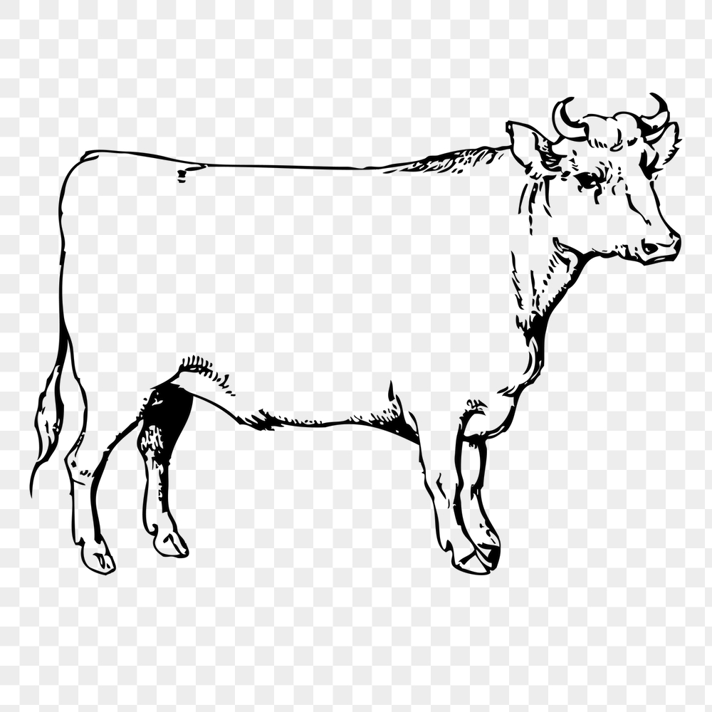 Cow, bull png sticker, farm | Free PNG - rawpixel