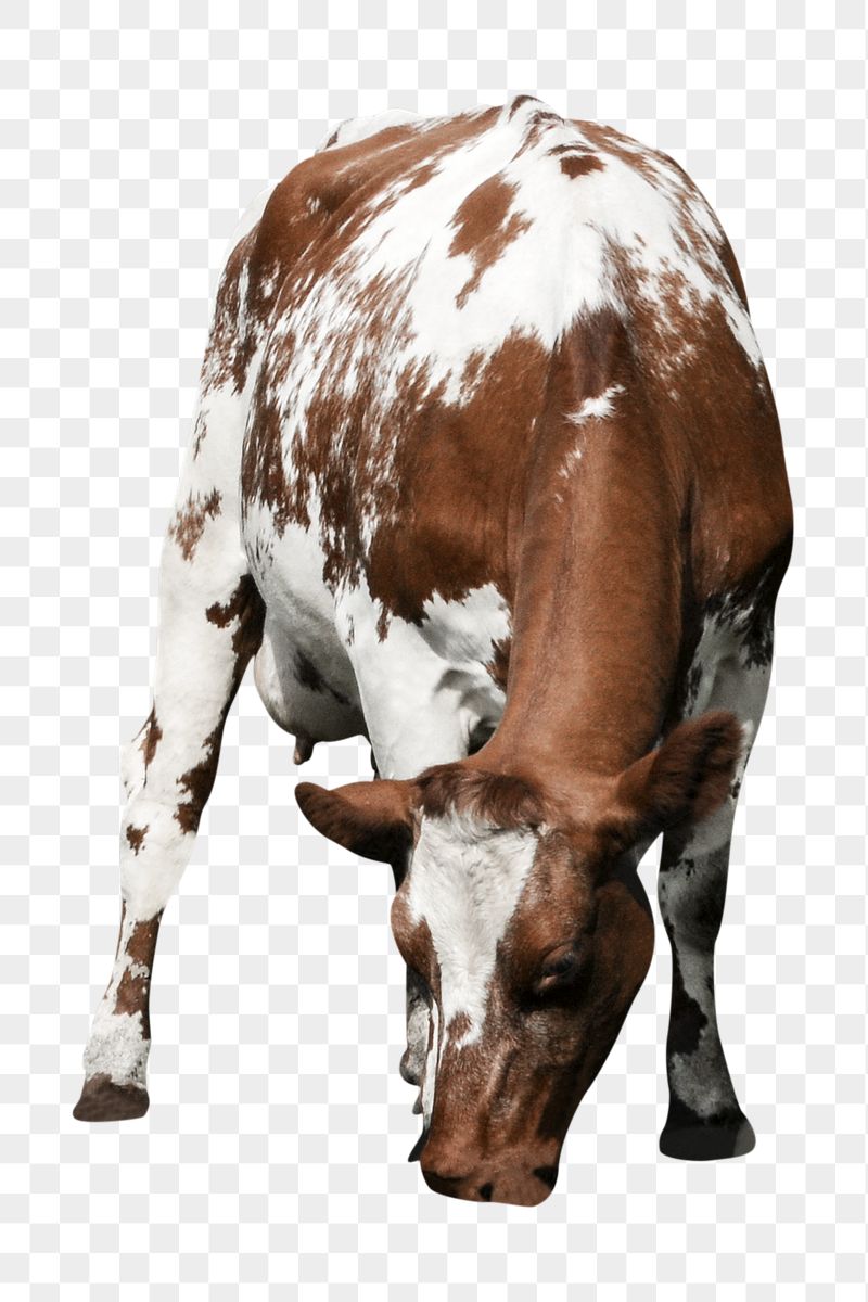 Cow, bull png sticker, livestock | Free PNG - rawpixel