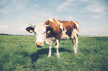 Cow in the meadow