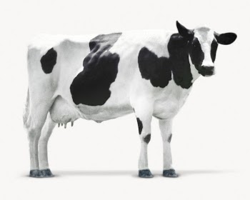 Cow isolated on white, animal | Free Photo - rawpixel