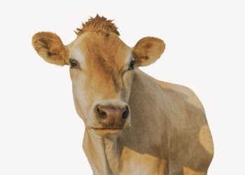 Cow isolated on white, real | Free PSD - rawpixel