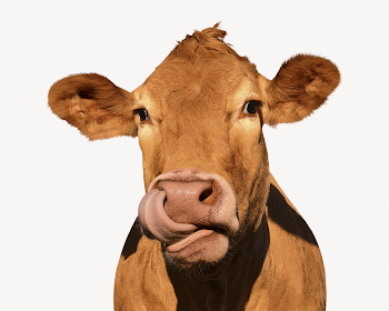 Cow licking nose, farm animal | Free PSD - rawpixel