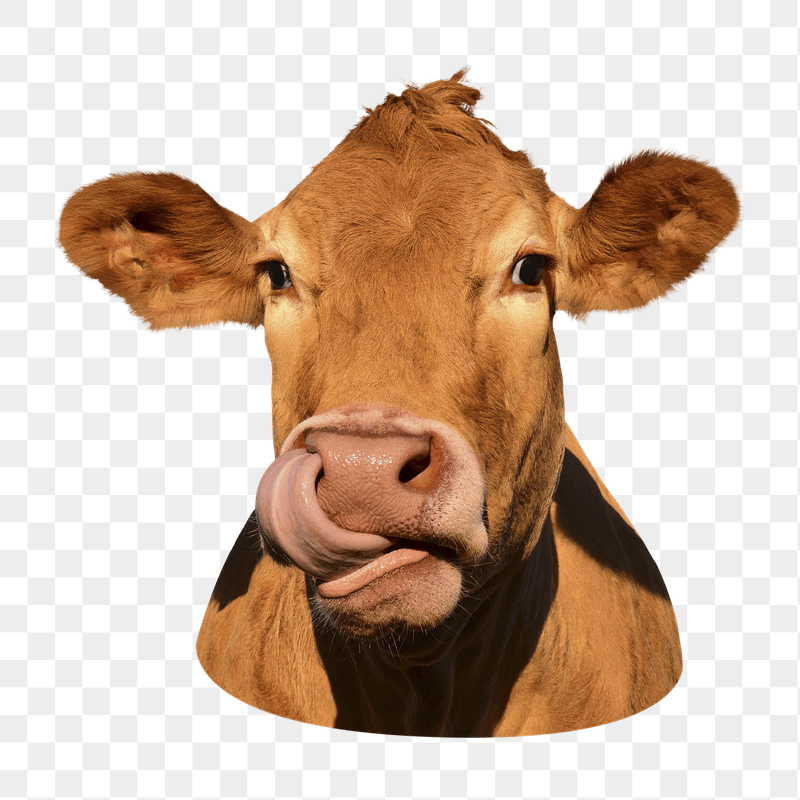 Cow licking nose png sticker, | Free PNG - rawpixel