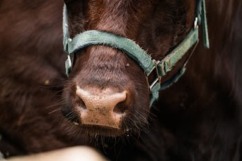 Cow Nose Close Up