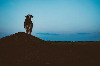 Cow on a gravel hill 2