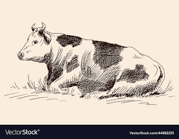 cow on a pasture