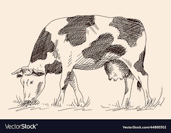 cow on a pasture