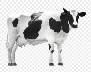 Cow png clipart, farm animal, | Free PNG - rawpixel