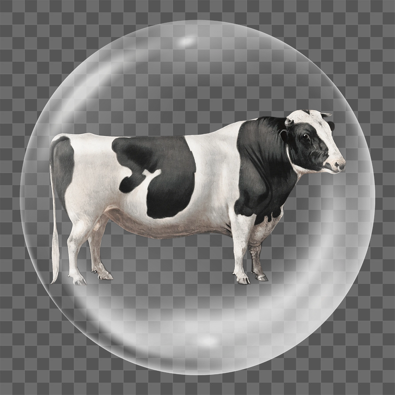 Cow png farm animal sticker, | Free PNG - rawpixel