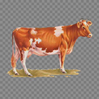 Cow PNG image, free cows PNG picture download