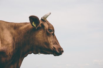 Cow’s bust