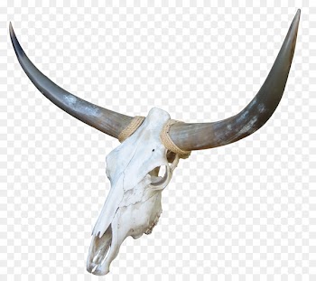 Cow's Skull: Red, White, and Blue Cattle Bone Goat - Goat skull 