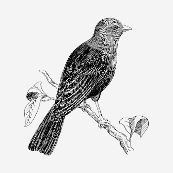 Cowbird drawing, vintage animal illustration. | Free Photo - rawpixel