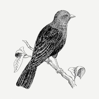 Cowbird drawing, vintage animal illustration | Free PSD - rawpixel