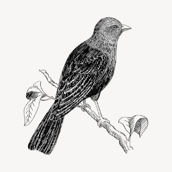 Cowbird drawing, vintage animal illustration | Free Vector - rawpixel