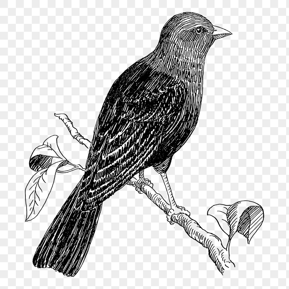 Cowbird png sticker, vintage animal | Free PNG - rawpixel