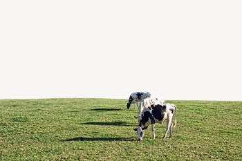 Cows eating grass border, agriculture | Free PSD - rawpixel