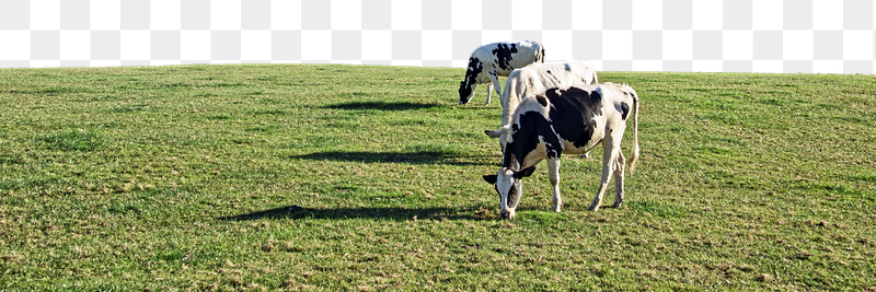 Cows eating grass  png | Free PNG - rawpixel