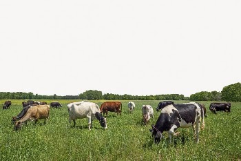 Cows grazing border collage element, | Free PSD - rawpixel