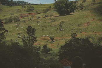 Cows Grazing on Field