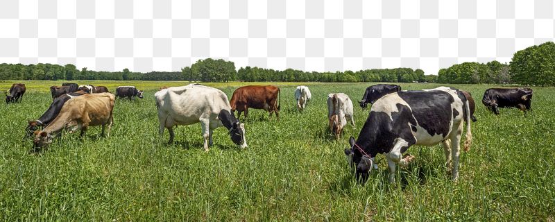 Cows grazing png border sticker, | Free PNG - rawpixel