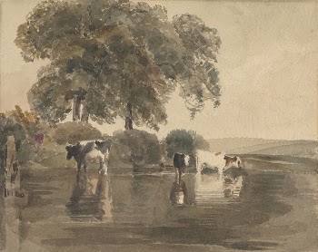 Cows in a Pool | Free Photo - rawpixel