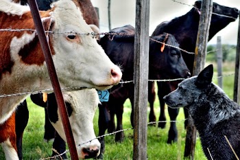 Cows Inside Field