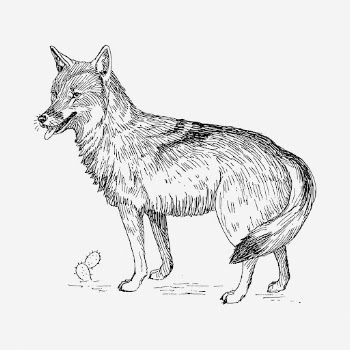 Coyote drawing, vintage animal illustration. | Free Photo - rawpixel