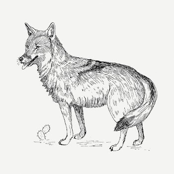 Coyote drawing, vintage animal illustration | Free PSD - rawpixel