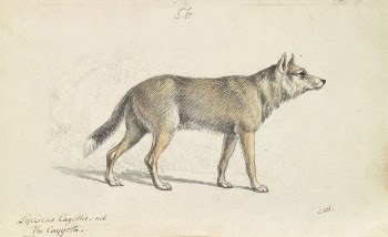 Coyote of Mexico by Charles | Free Photo - rawpixel