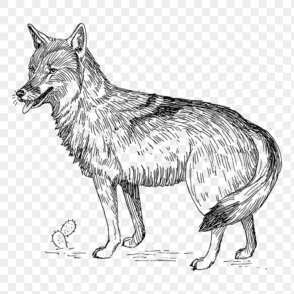 Coyote png sticker, vintage animal | Free PNG - rawpixel