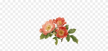 Cr - - Rose