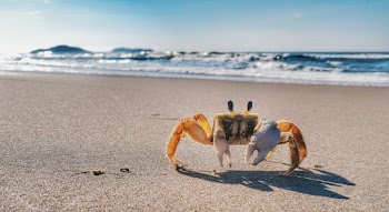 Crab at Beach