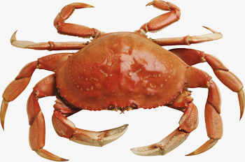 Crab Crabs, Crab, Crabs PNG Image and Clipart for Free Download