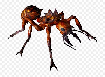 Crab Decapods Arachnid Pest Insect -  
