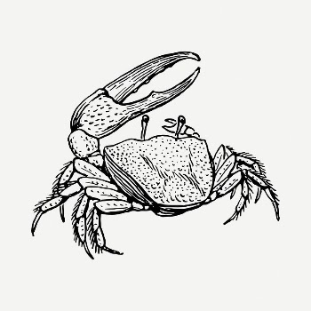 Crab drawing, vintage illustration psd. | Free PSD - rawpixel