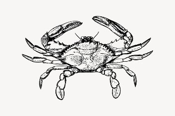 Crab drawing, vintage sea animal | Free Vector Illustration - rawpixel