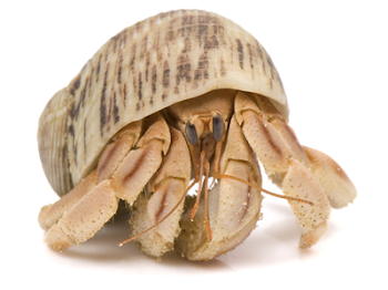 Crab Fest - Pet Business Magazine - March 2016