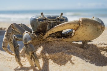 Crab on Beach