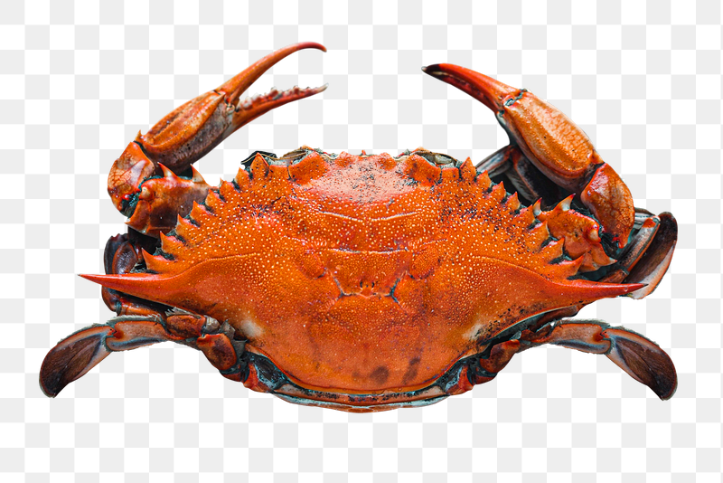Crab png food sticker, transparent | Free PNG - rawpixel