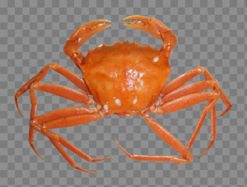 Crab PNG Free Download