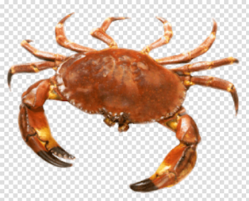 crab png - Free PNG Images | TOPpng