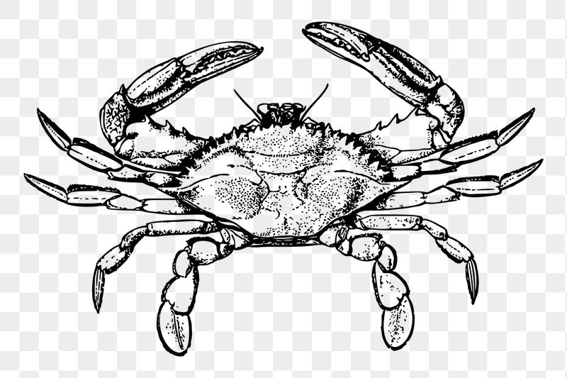 Crab png sticker, vintage sea | Free PNG - rawpixel