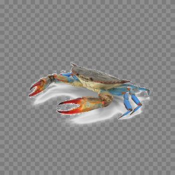 Crab PNG Transparent Image