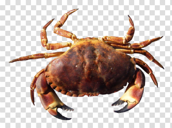 Crab PNG Transparent Image - PngPix