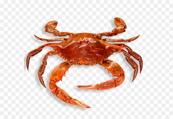 Crab Seafood Clip art - Crab PNG png download - 709*662 - Free ...