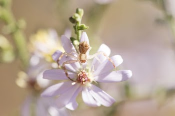 Crab spider background. Free public | Free Photo - rawpixel