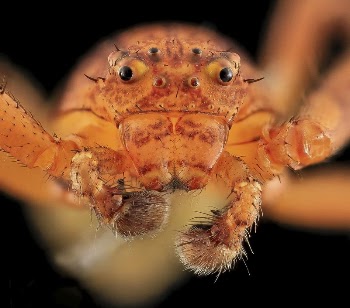 Crab Spider, face shot. | Free Photo - rawpixel