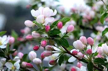 crabapple-2.jpg